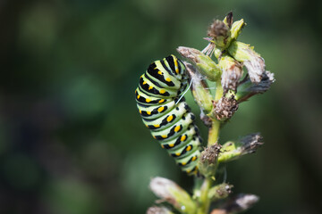 A close up of a blow swallowtail caterpiller on garden plant.