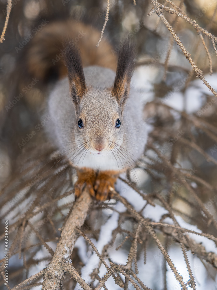 Poster The squirrel sits on a branches without leaves in the winter or autumn