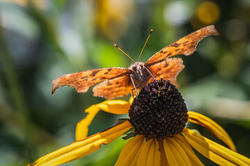 View of face of Eastern Comma Butterfly on Coneflower