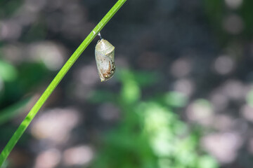 Monarch Butterfly Chrysalis on plant stem close up