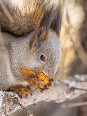 Obraz premium The squirrel with nut sits on tree in the winter or late autumn