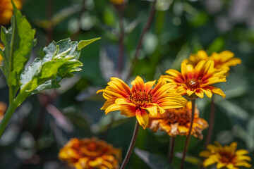 'Burning Hearts' Heliopsis Oxeye False Sunflower