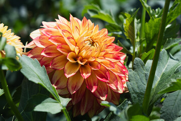 'Lake Ontario' Formal Decorative Dahlia