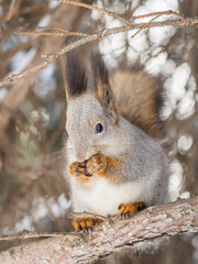 Fototapeta premium The squirrel with nut sits on tree in the winter or late autumn