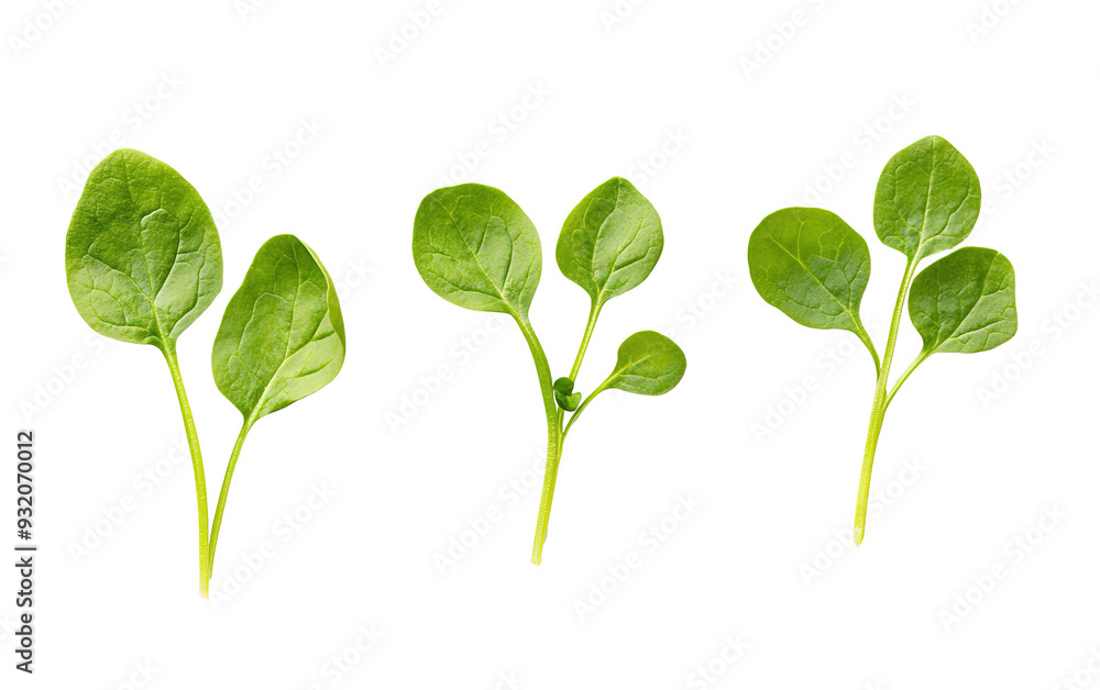 Wall mural baby spinach leaves on white background,png