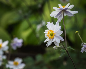 'Wild Swan' anenome flower in garden