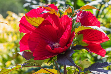 Large red hibiscus flowers on plant.