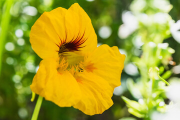 Close up of Yellow Nasturtium Flower