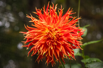 A 'Show N Tell' Dahlia Flower