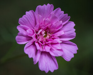 Rose Bonbon Cosmos flower in garden.