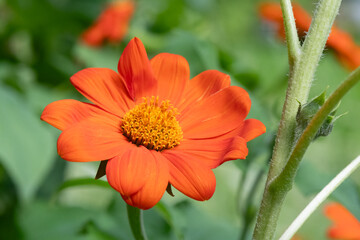 Mexican Sunflower or Tithonia in garden.