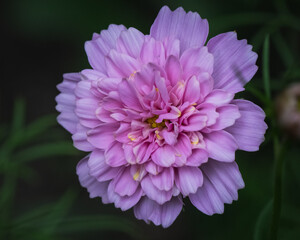 Close up of 'Rose Bonbon' Cosmos flower.