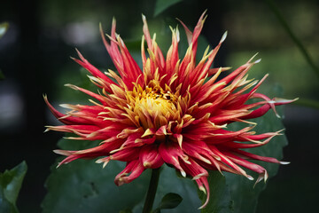 'Show N Tell' Cactus dahlia in bloom