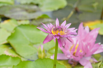 pink water Lilly in pond