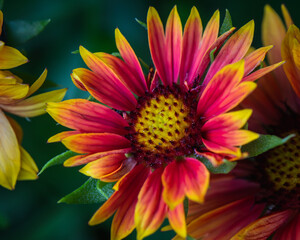 Close up of Blanket Flower