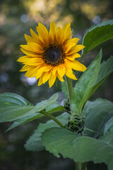 'Evening Sun' Sunflower variety in vertical orientation.