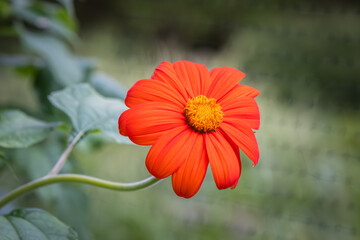 Orange color Tithonia Mexian Sunflower