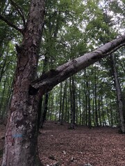 Fototapeta premium trees in the park