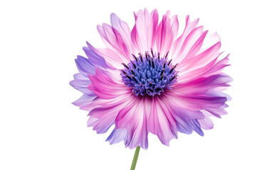 Cornflower like Pink and Purple Flower on white background,png