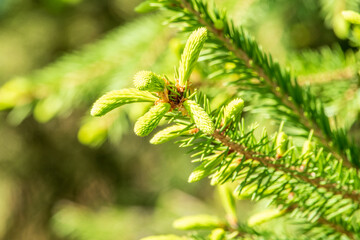 Closeup of fir branches with young buds. Spring nature concept. Fir branches with fresh shoots