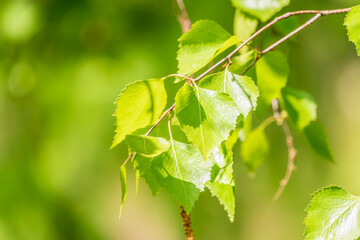 Birch branches with fresh green leaves and seeds. Birch tree branch, Betula pendula.