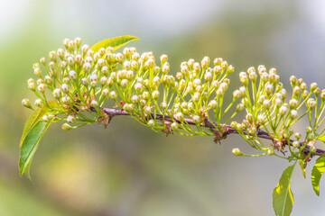 White blossoming apple trees in the sunset light. Spring season, spring colors.