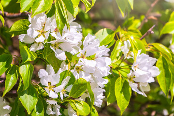 White blossoming apple trees in the sunset light. Spring season, spring colors.