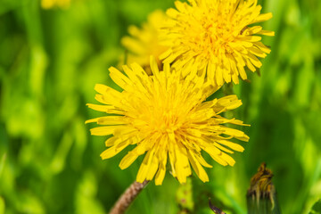 Field of yellow dandelions. Taraxacum officinale, the common dandelion