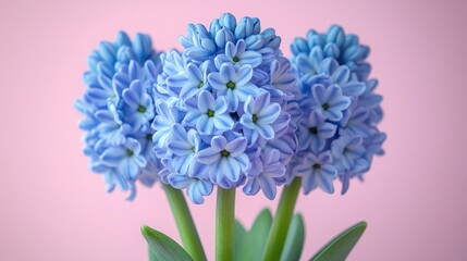 Fototapeta premium A blue and white flower with a pink center. Generative AI