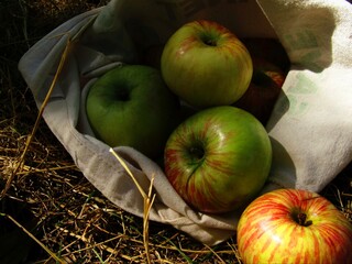 shopping bag with apples