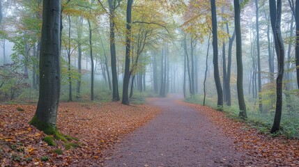 Obraz premium Path Leading Through a Foggy Forest 