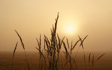 abstract foggy nature background. wild grass in field, Early Morning Mist. Beautiful landscape. peaceful harmony nature image. summer or autumn season