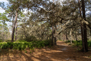trees in the trail