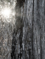 an old tree with its barkless trunk contrasts with the sunset, the old wood all cracked.