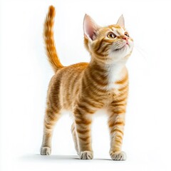 Fototapeta premium Curious Ginger Cat Walking on White Background