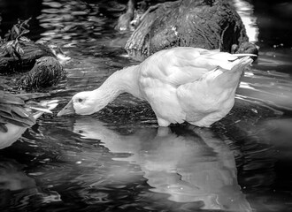 patos, estanque, arboles, raices de arbol, camecuaro, michoacan, naturaleza, agua, Lago de...