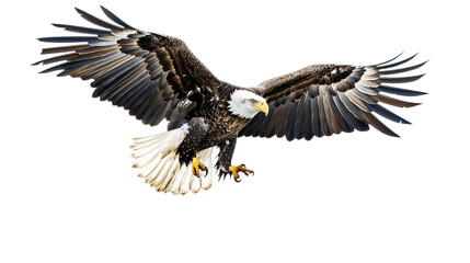 Obraz premium Eagle flying low over the water searching for fish, white background for clipping
