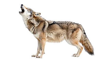 Fototapeta premium Wolf howling to signal a successful hunt, white background for clipping