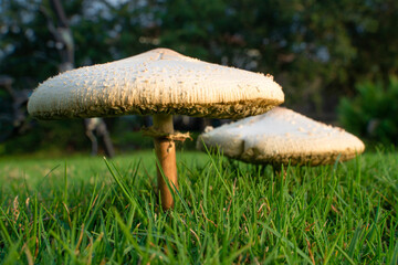 mushroom in the grass