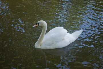 Naklejka premium Swan in spring, beautiful water bird Swan in lake in spring, Lake or river with swan. Swan catches fish . A beautiful white swan swimming in a lake on a background of blue water on a sunny day.