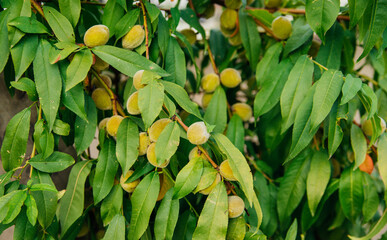 Young fresh green peaches and green leaves in the orchard on a sunny summer day, beautiful outdoor background.