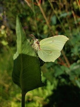butterfly on leaf