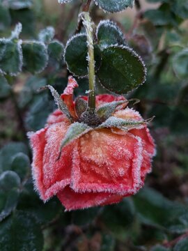 Frozen rose 