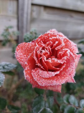 Frozen rose 