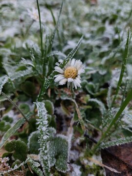 Frozen daisy 