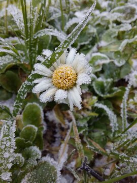 Frozen daisy