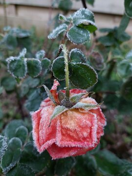 Frozen rose