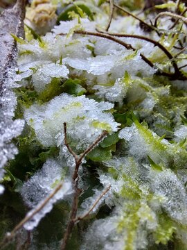 Frozen moss