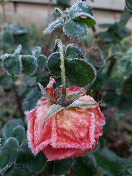 Frozen rose