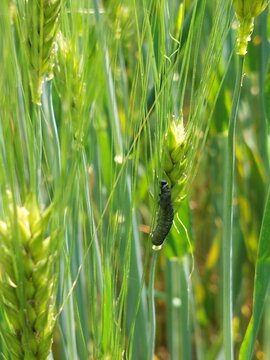 Camouflaged caterpillar 